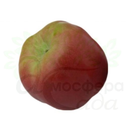 Яблоня Джумбо-Помм 